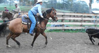 Running T Calf Branding